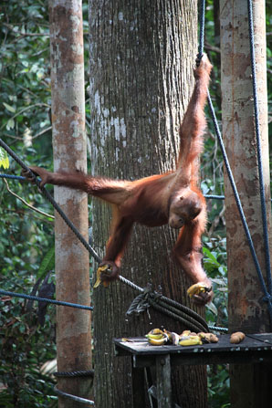 Orang Utan